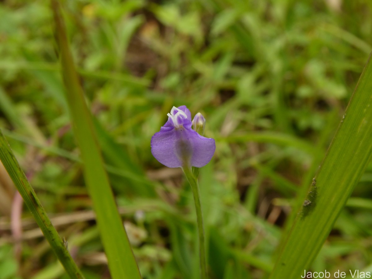 Burmannia pusilla (Miers) Thwaites